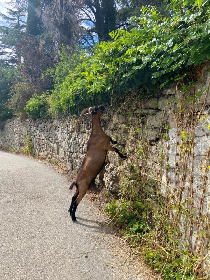 La Frigoule, Un Gite Au Coeur Du Parc Des Cevennes Generargues エクステリア 写真