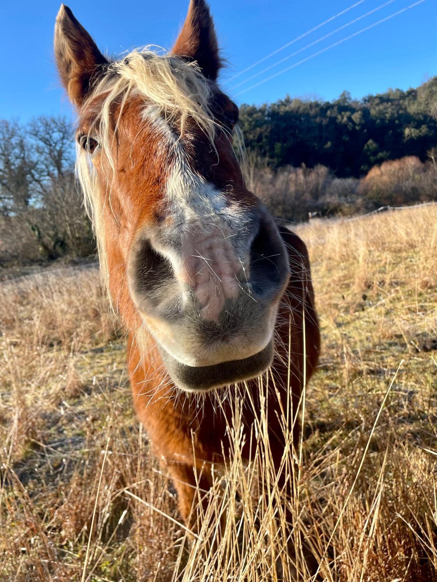 La Frigoule, Un Gite Au Coeur Du Parc Des Cevennes Generargues エクステリア 写真